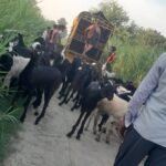 *तस्करों के हौसले बुलंद,प्रशासन और पुलिस का नहीं कोई खौफ-धड़ल्ले से हो रही पशु तस्करी*